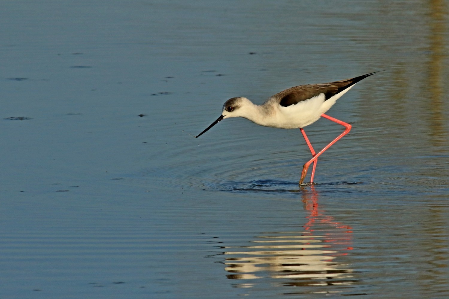 Cavalieri d''Italia ( Himantopus himantopus )