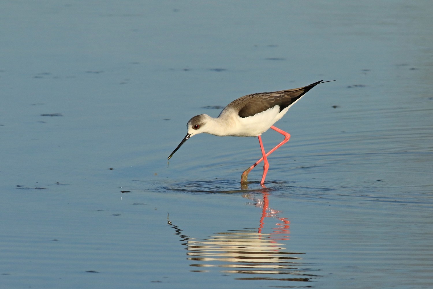 Cavalieri d''Italia ( Himantopus himantopus )