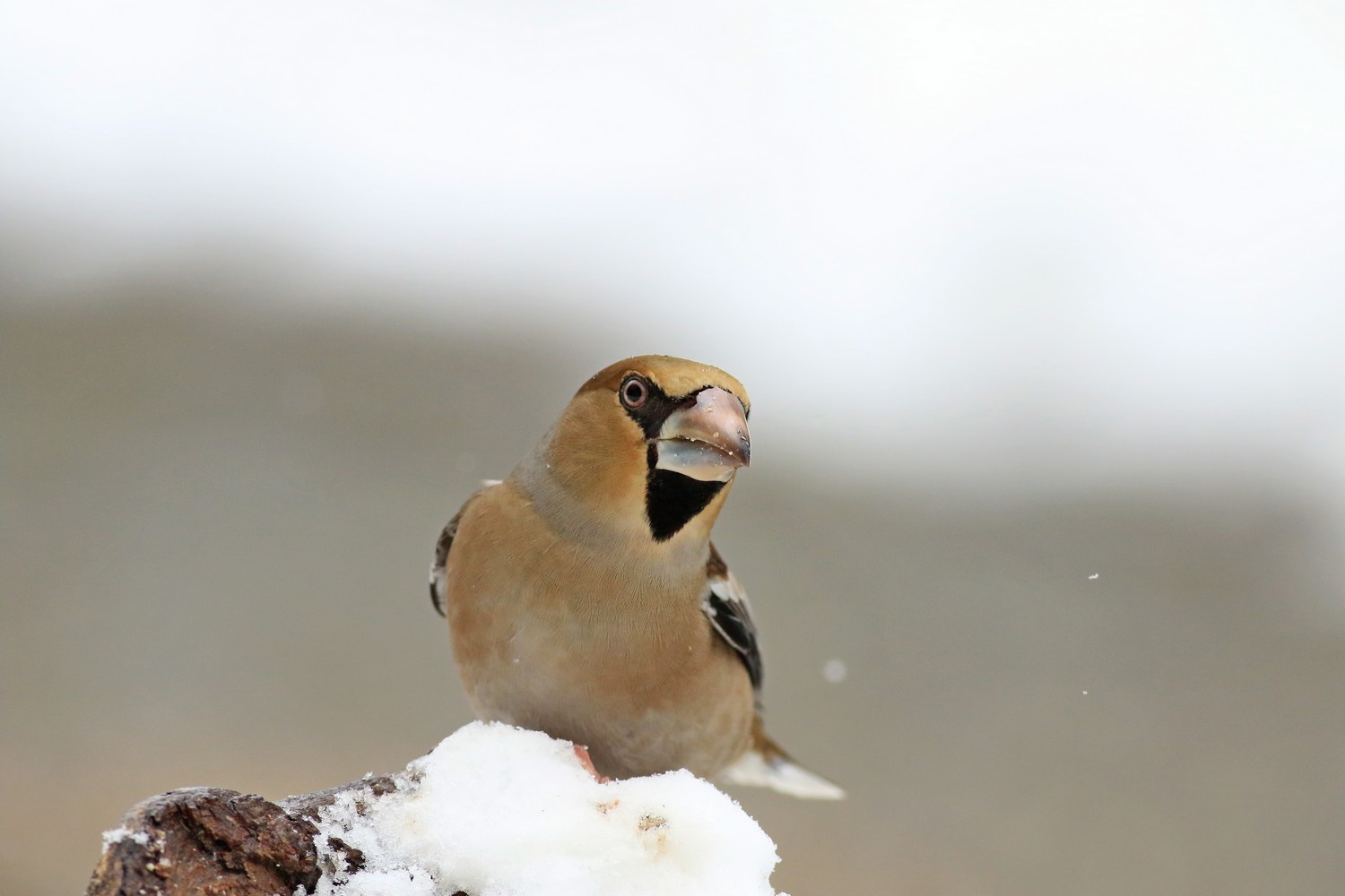 Frosone ( Coccothraustes coccothraustes )