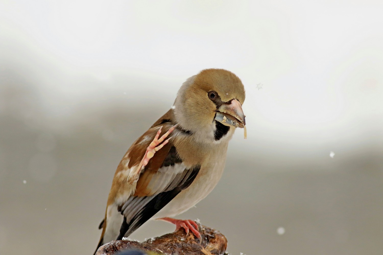 Frosone ( Coccothraustes coccothraustes )