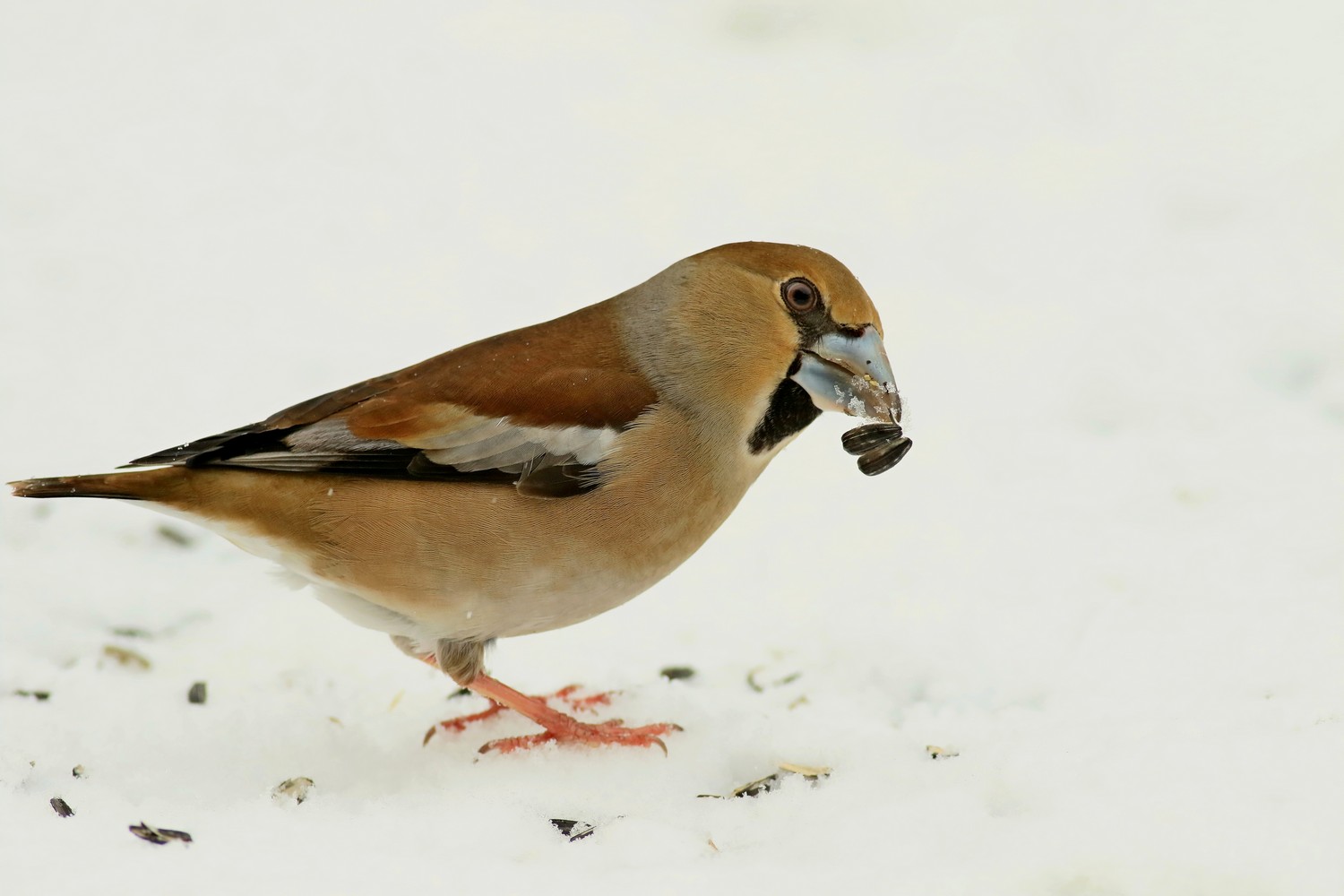 Frosone ( Coccothraustes coccothraustes )