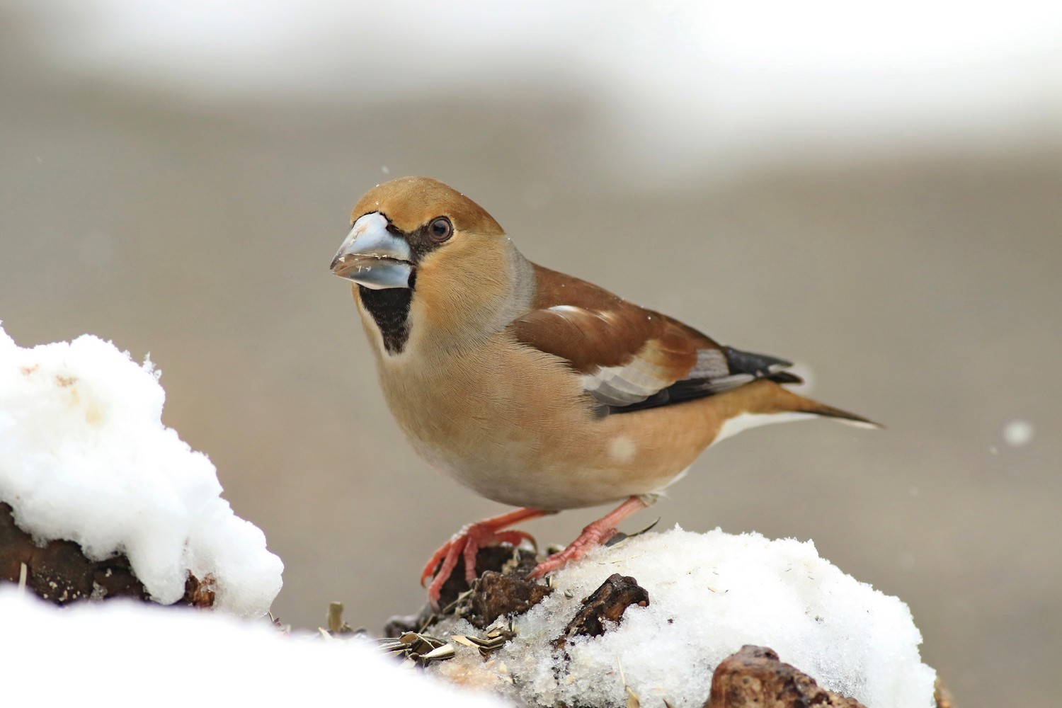 Frosone ( Coccothraustes coccothraustes )