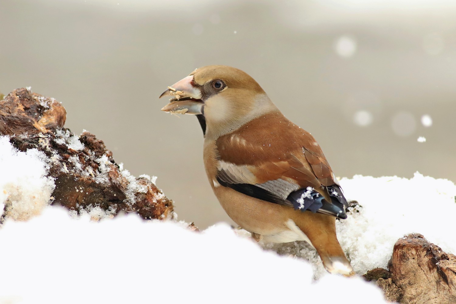 Frosone ( Coccothraustes coccothraustes )