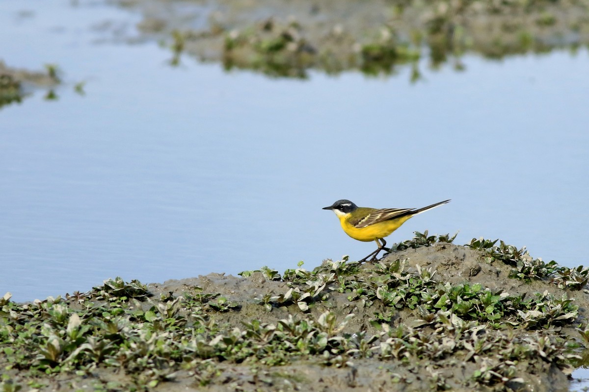 Cutrettola (Motacilla flava )..., ma quale ssp?