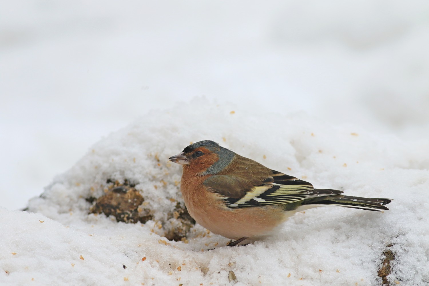 Fringuello ( Fringilla coelebs ) maschio e femmina nella neve