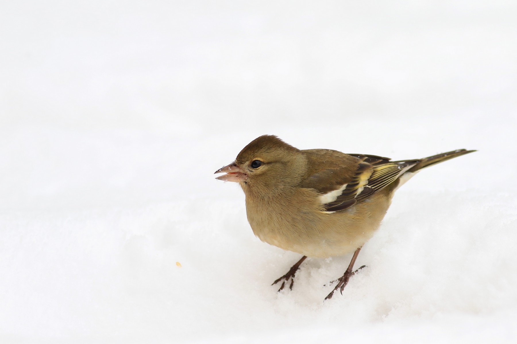 Fringuello ( Fringilla coelebs ) maschio e femmina nella neve