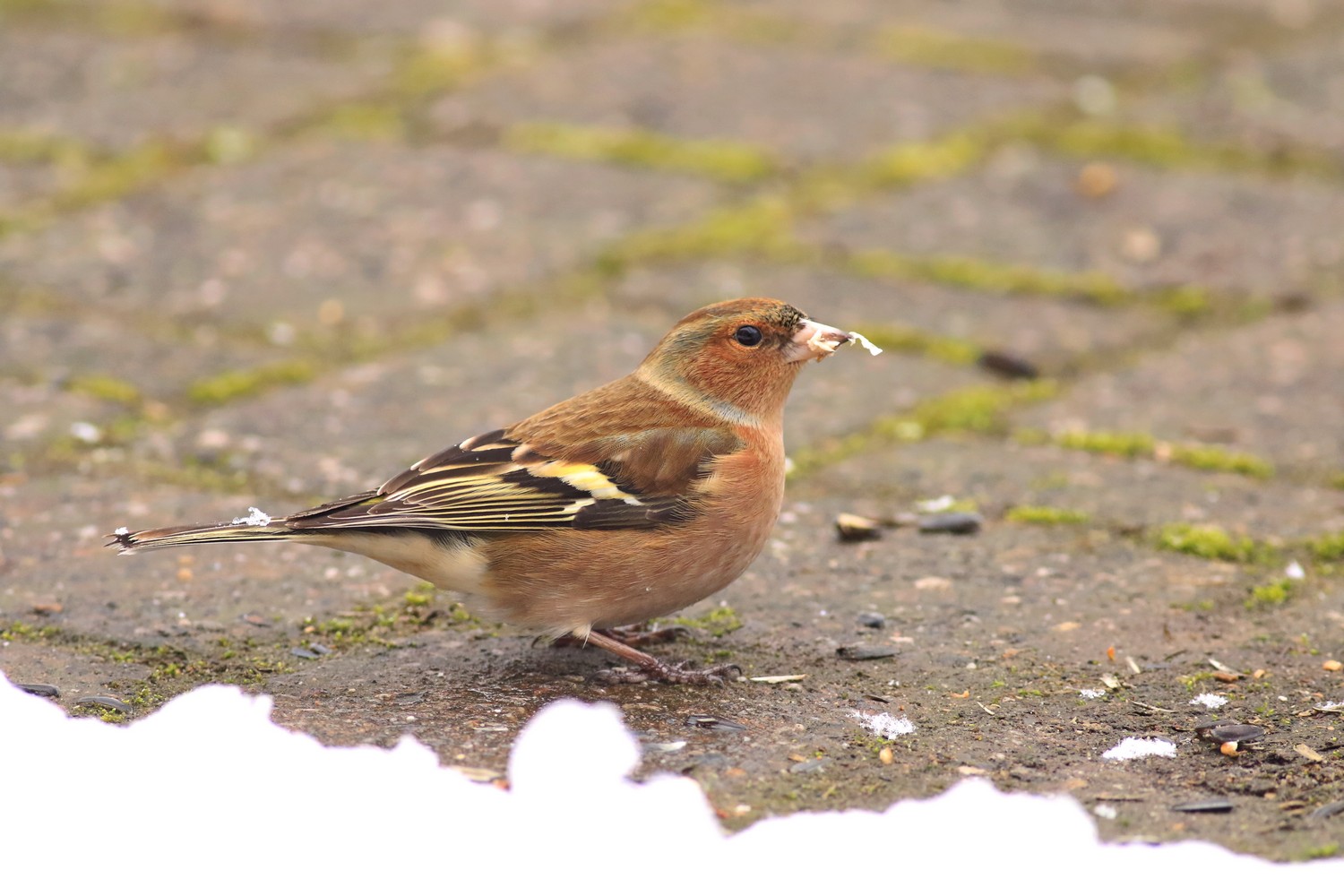 Fringuello ( Fringilla coelebs ) maschio e femmina nella neve