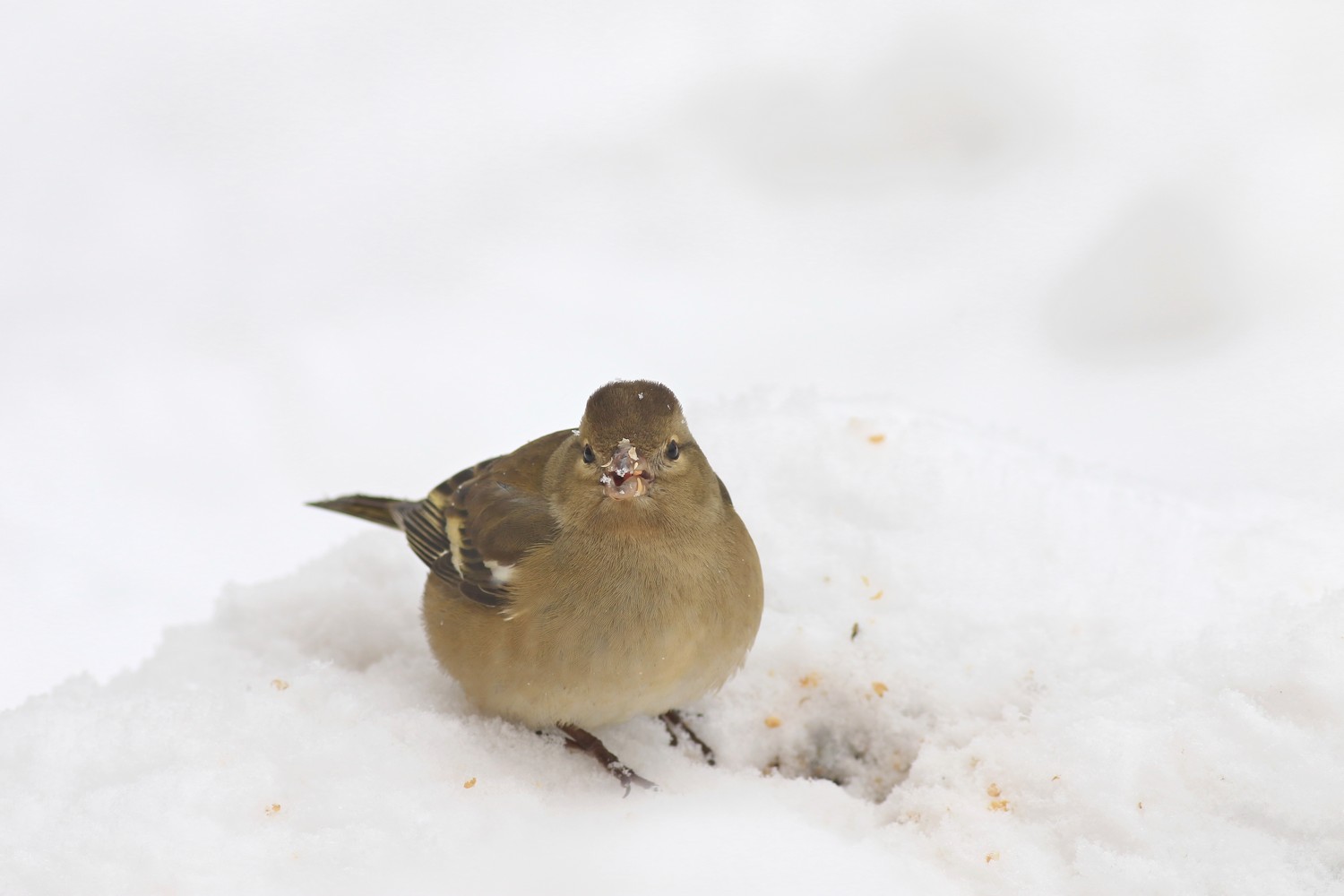 Fringuello ( Fringilla coelebs ) maschio e femmina nella neve