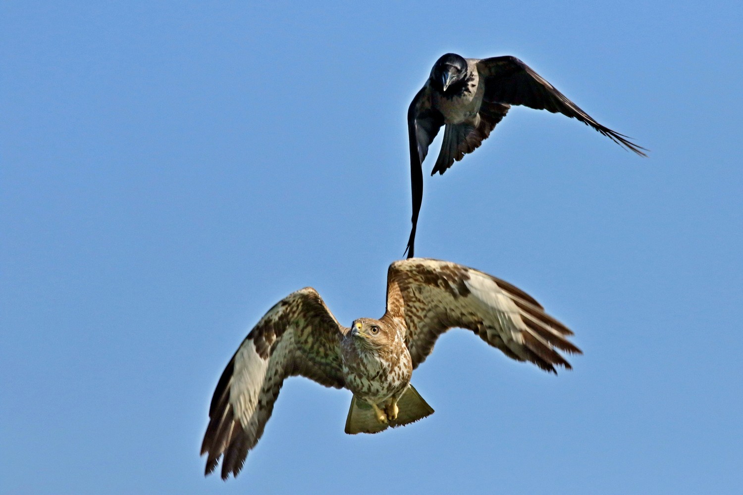 Poiana (Buteo buteo ) e Cornacchia grigia ( Corvus cornix )-mobbing