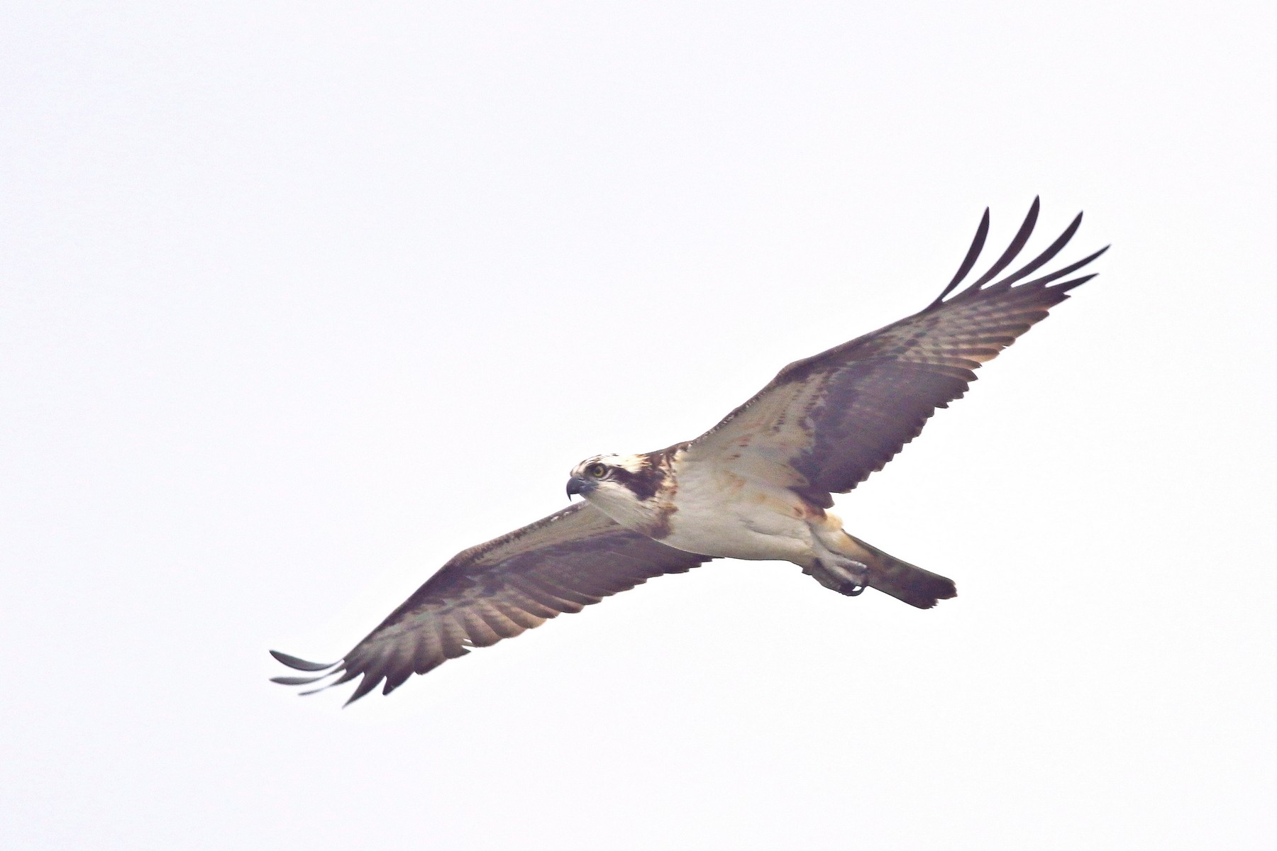 Falco pescatore ( Pandion haliaetus )