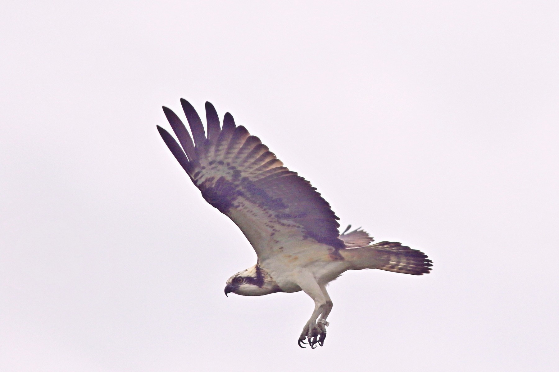 Falco pescatore ( Pandion haliaetus )