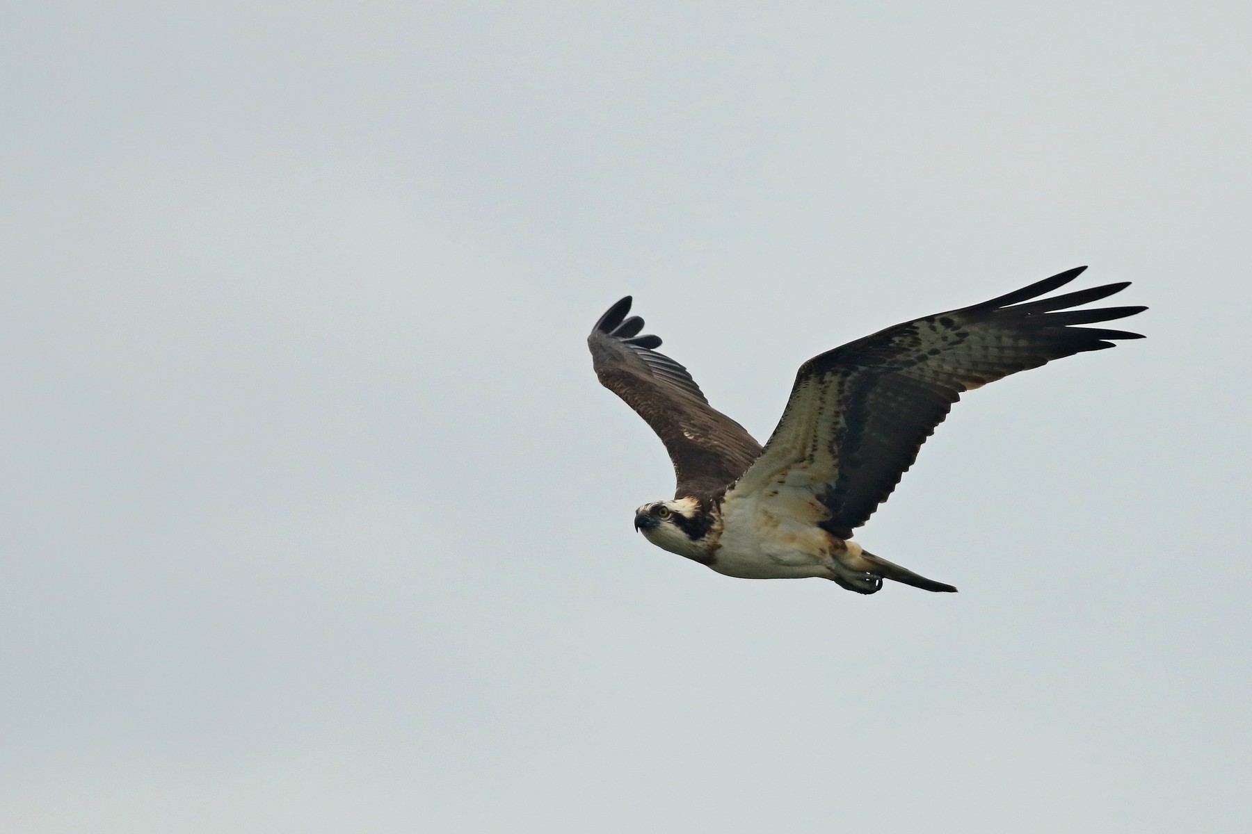 Falco pescatore ( Pandion haliaetus )