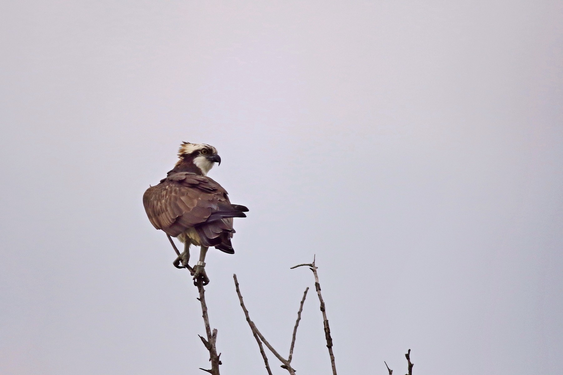 Falco pescatore ( Pandion haliaetus )