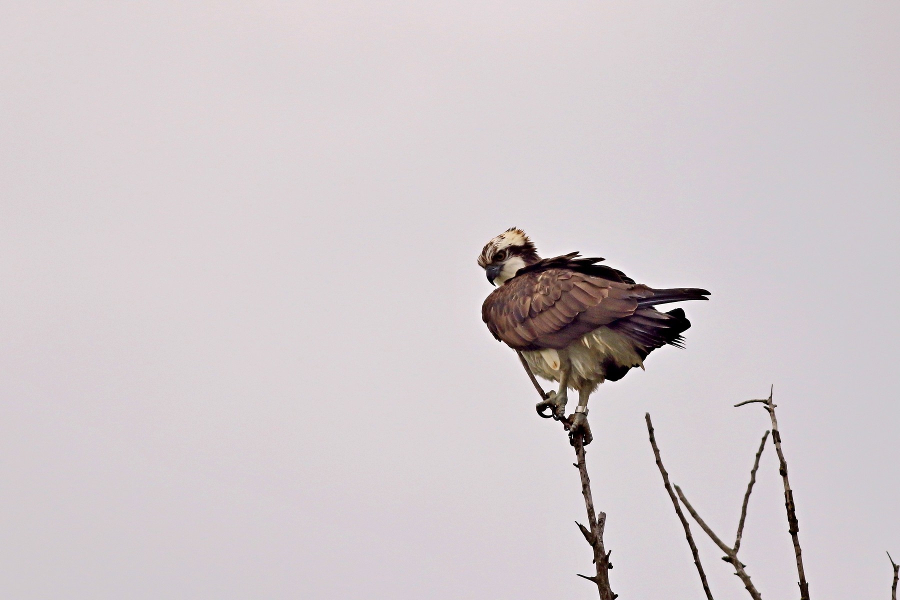 Falco pescatore ( Pandion haliaetus )