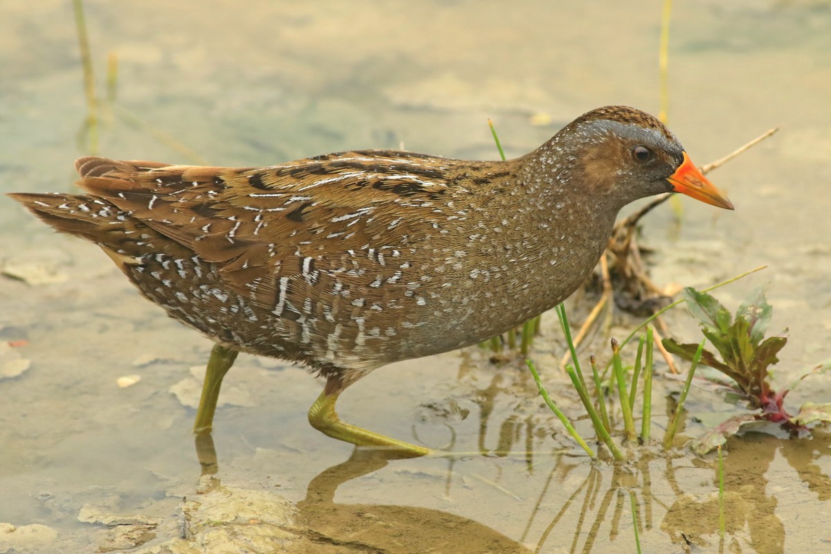 Voltolino ( Porzana porzana ) vicino, vicino