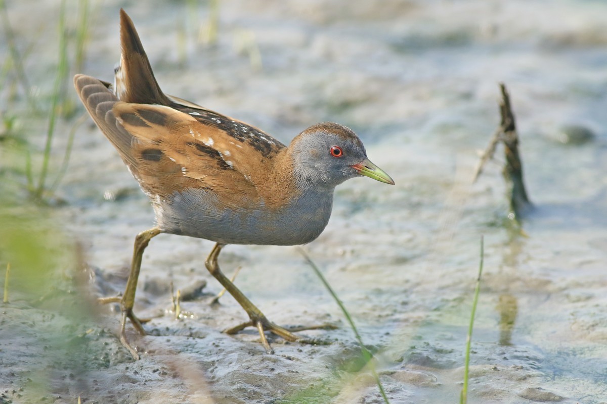 Schiribilla ( Porzana parva ) maschio - vicino, vicino