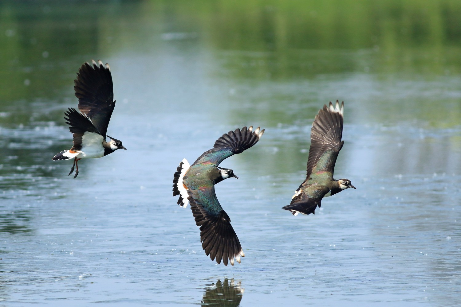 Pavoncelle ( Vanellus vanellus ) prese al volo