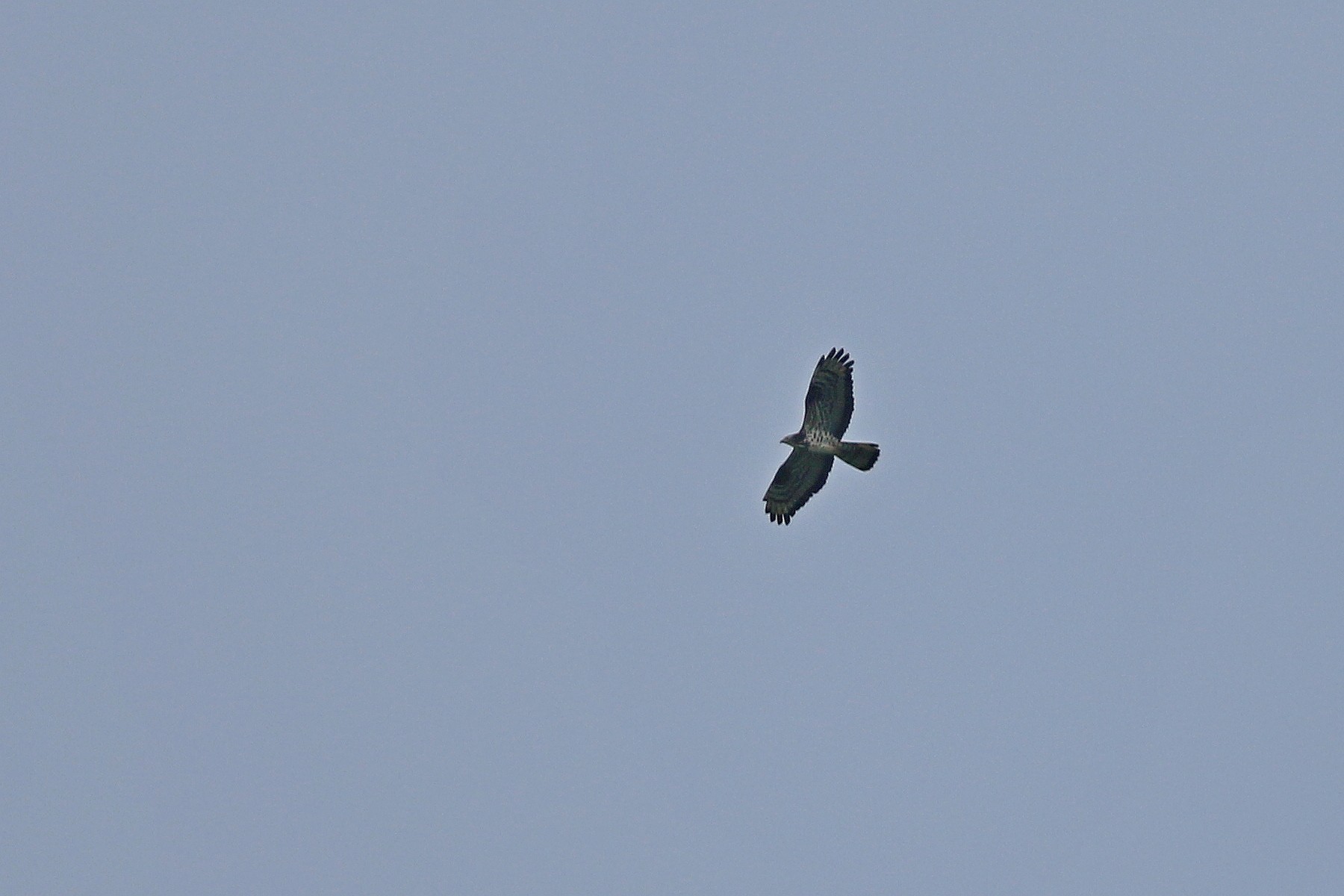 Falco pecchiaiolo ( Pernis apivorus )