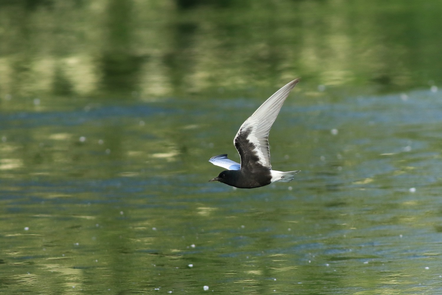 Mignattino alibianche ( Chlidonias leucopterus )