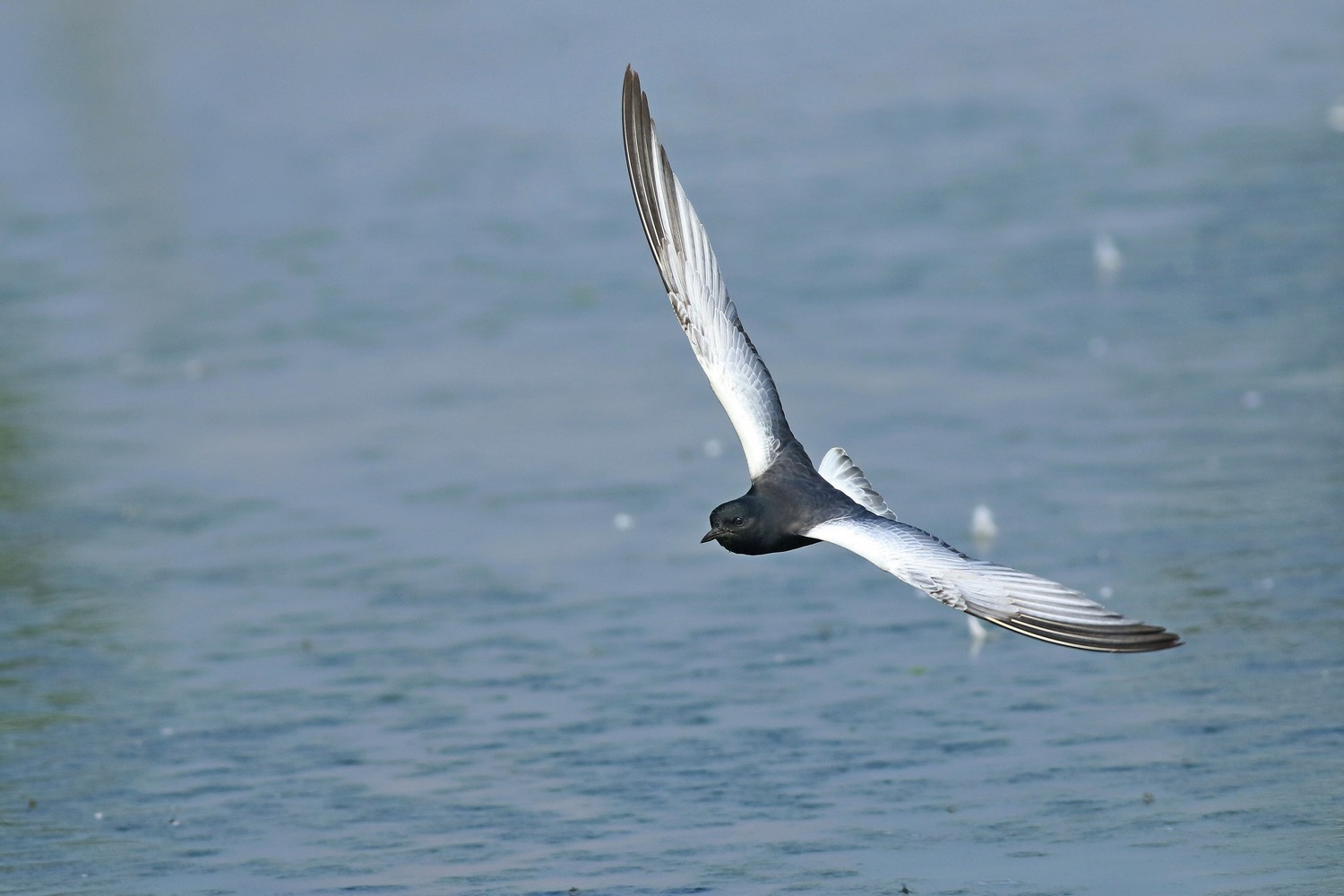 Mignattino alibianche ( Chlidonias leucopterus )