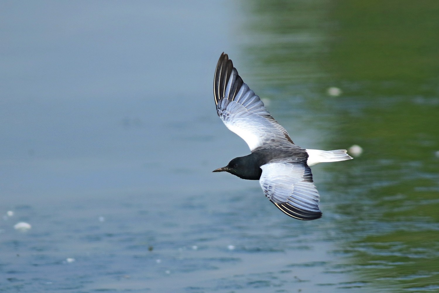 Mignattino alibianche ( Chlidonias leucopterus )