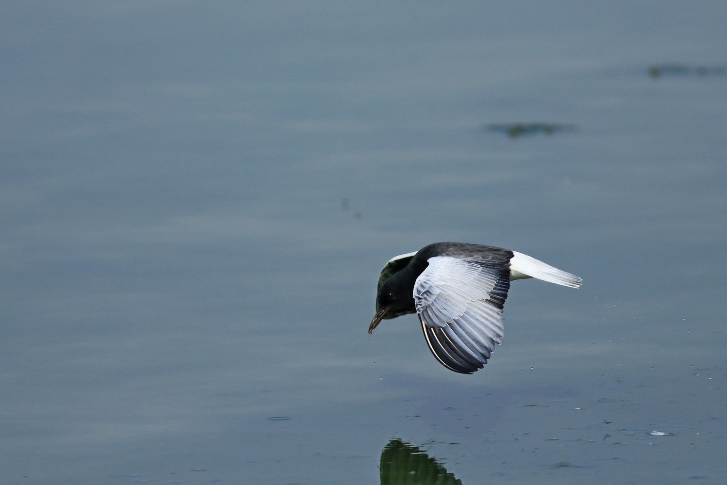 Mignattino alibianche ( Chlidonias leucopterus )