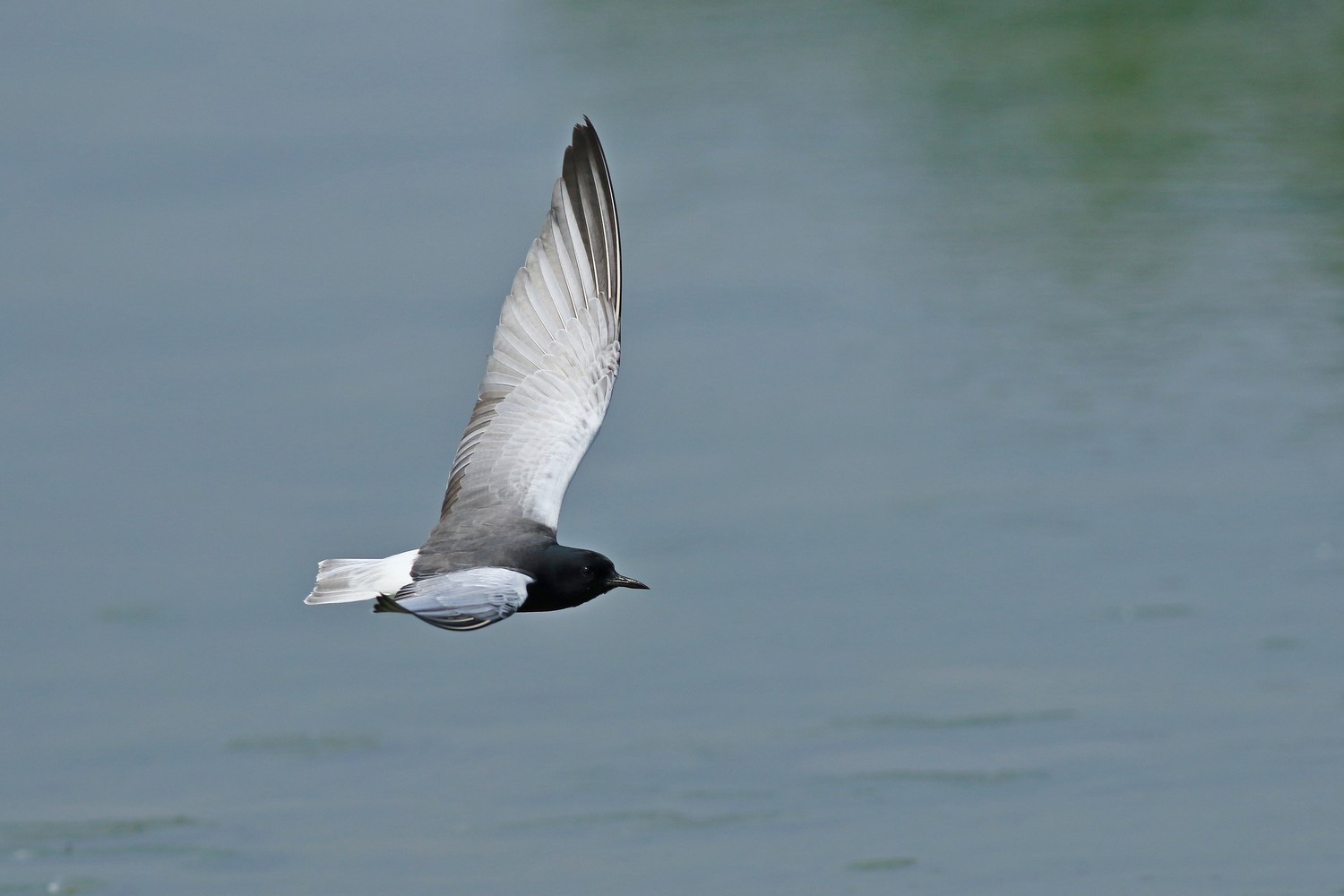 Mignattino alibianche ( Chlidonias leucopterus )