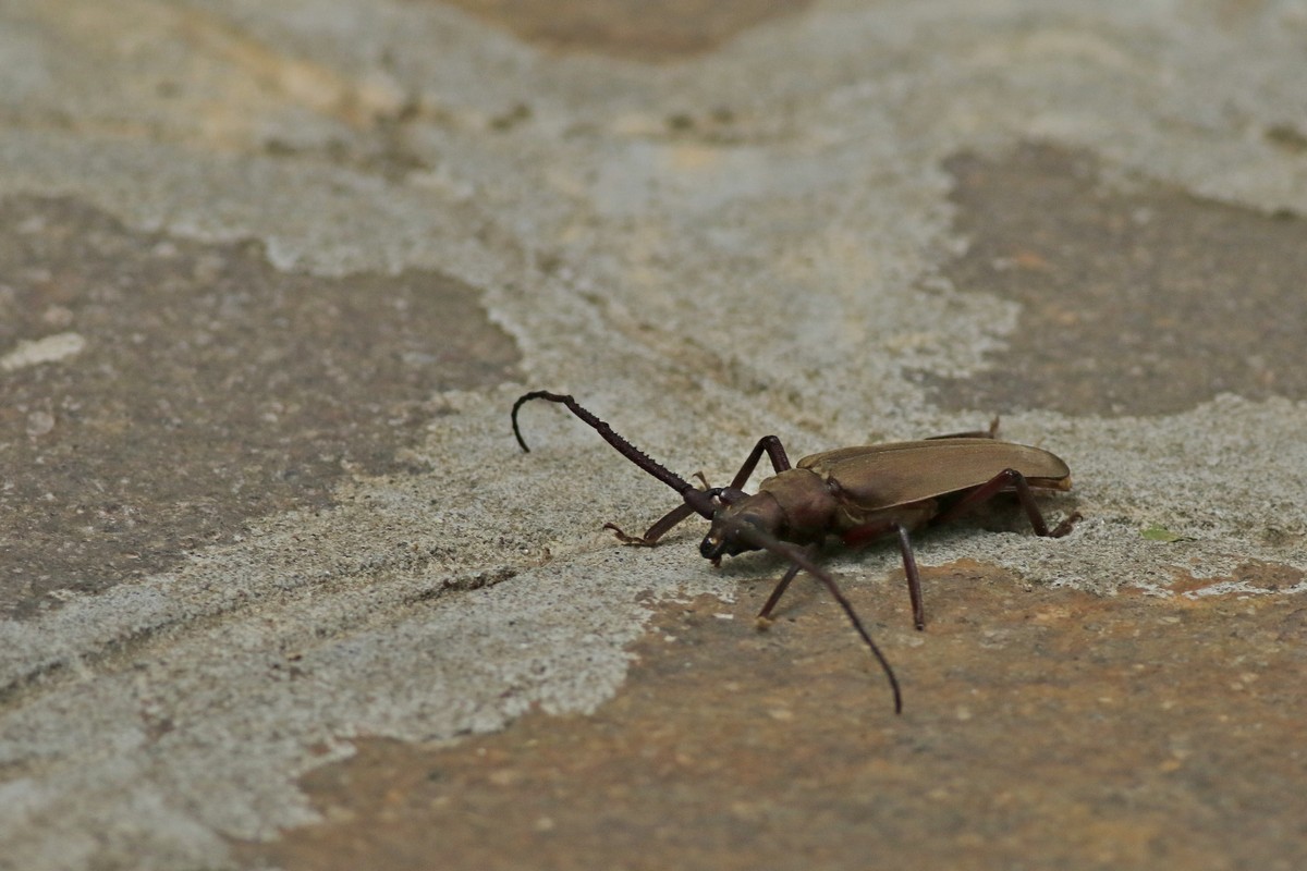 Cerambycidae: Aegosoma scabricorne, maschio