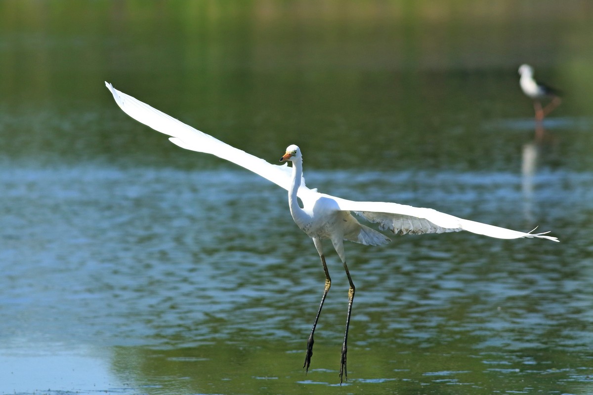 Airone bianco maggiore ( Casmerodius albus ) -troppo vicino