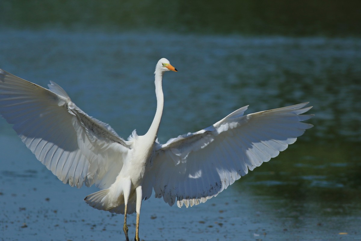 Airone bianco maggiore ( Casmerodius albus ) -troppo vicino