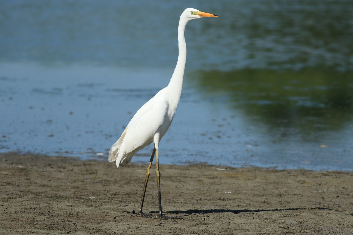 Airone bianco maggiore ( Casmerodius albus ) -troppo vicino