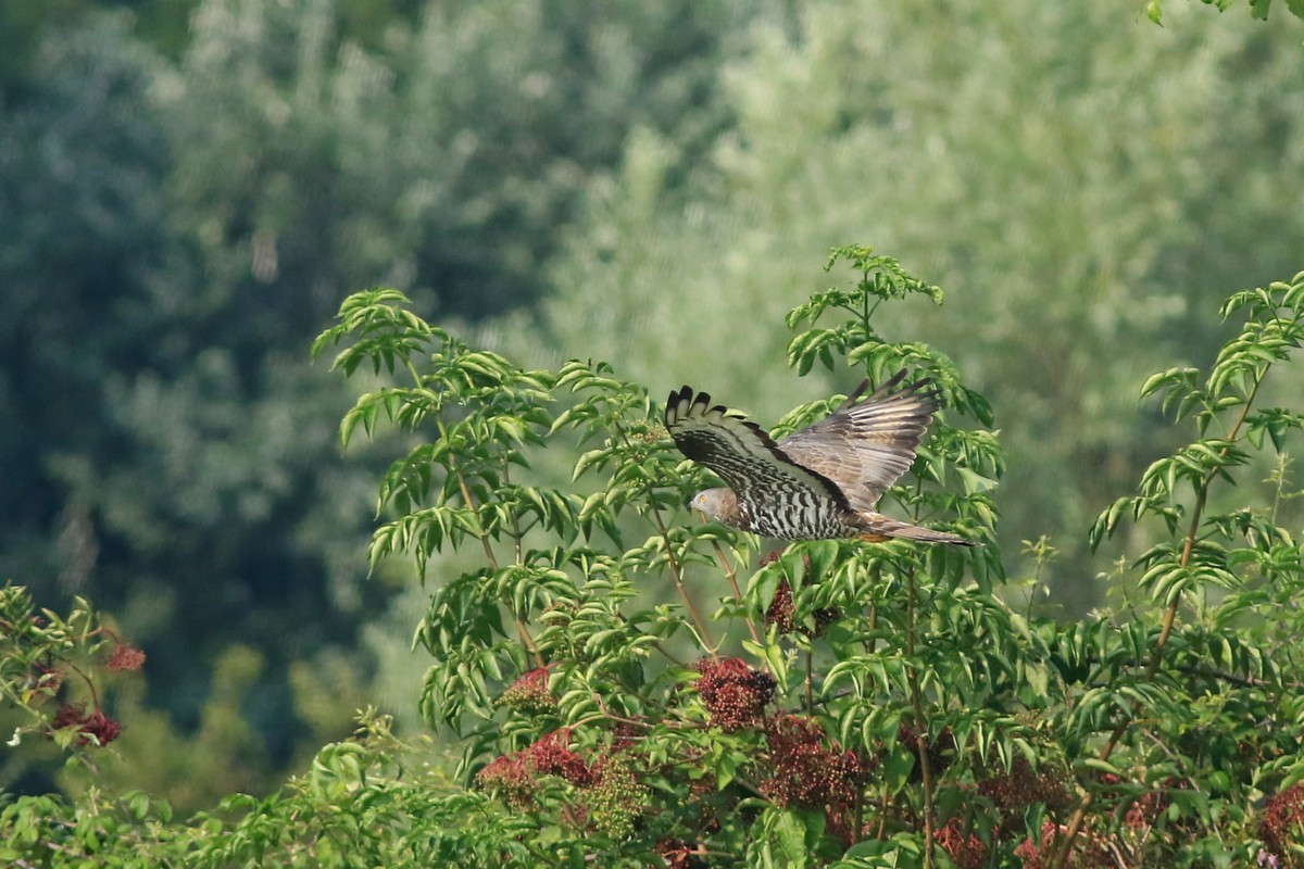 Falco pecchiaiolo ( Pernis apivorus )