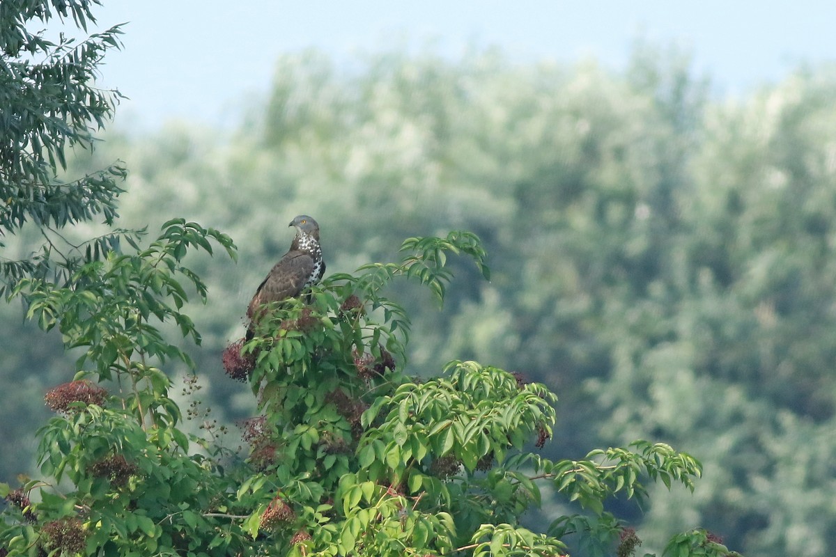 Falco pecchiaiolo ( Pernis apivorus )