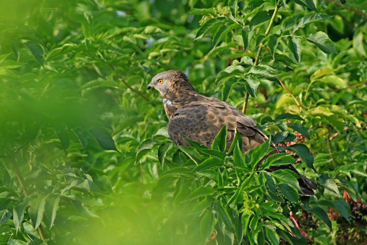 Falco pecchiaiolo ( Pernis apivorus )