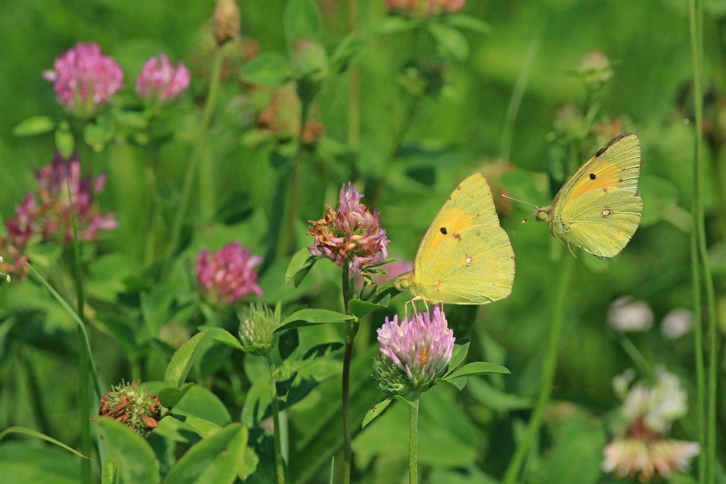 Conferma identificazione - entrambe Colias crocea ?