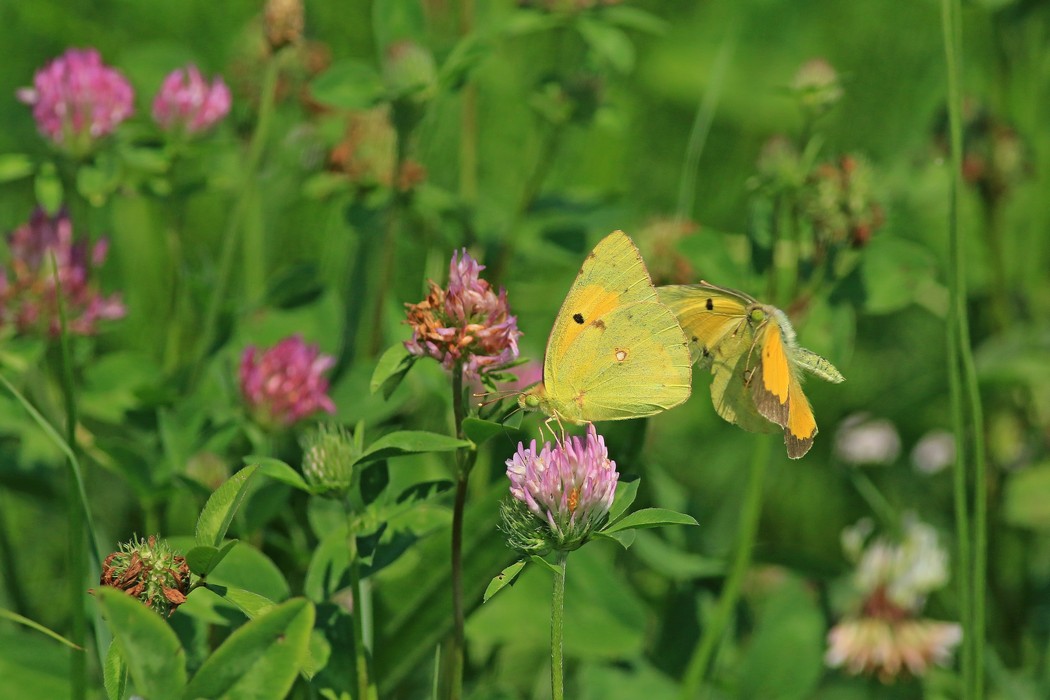 Conferma identificazione - entrambe Colias crocea ?