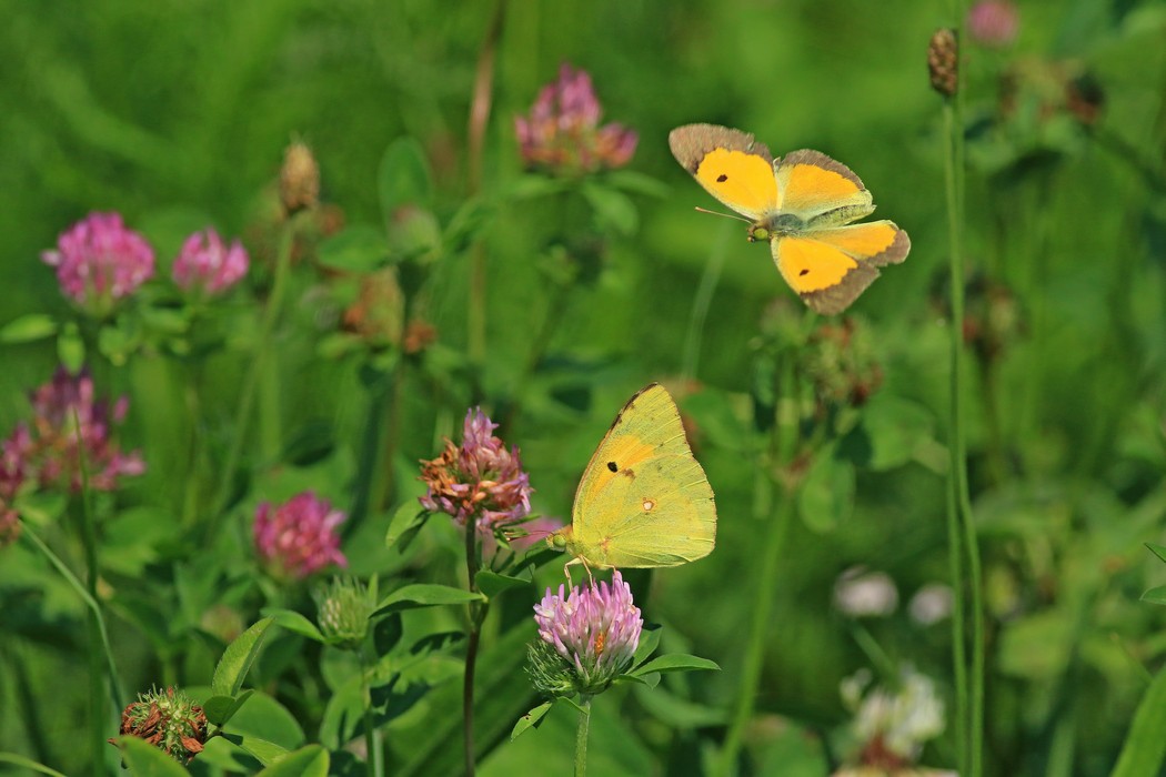 Conferma identificazione - entrambe Colias crocea ?