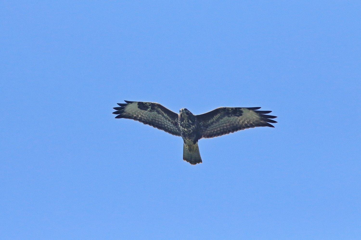 Poiana (Buteo buteo )