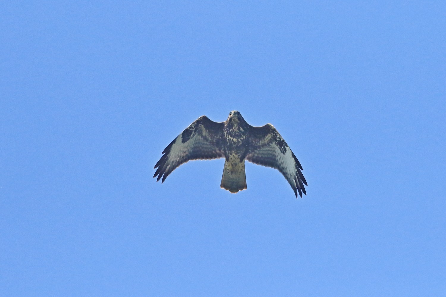 Poiana (Buteo buteo )