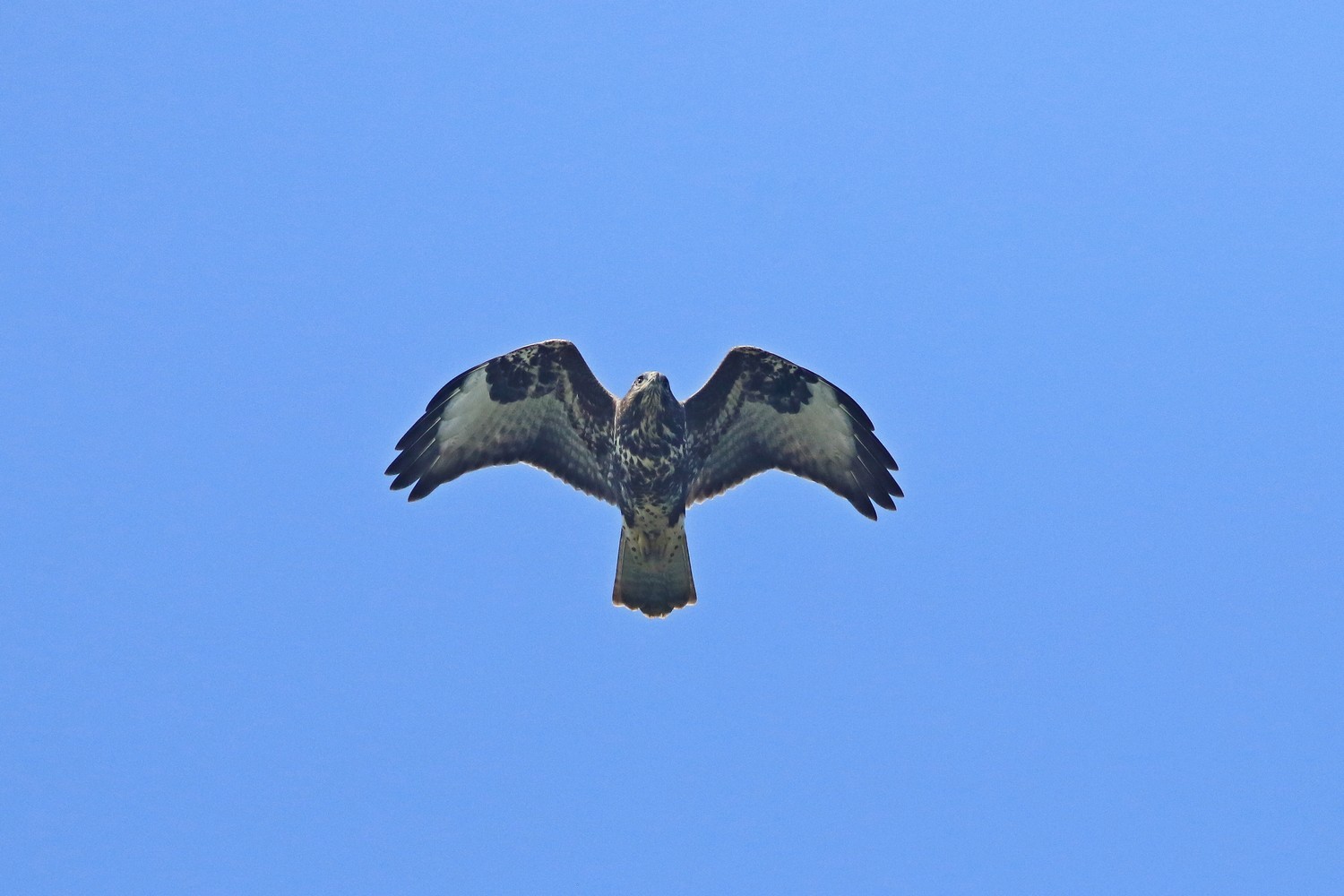 Poiana (Buteo buteo )