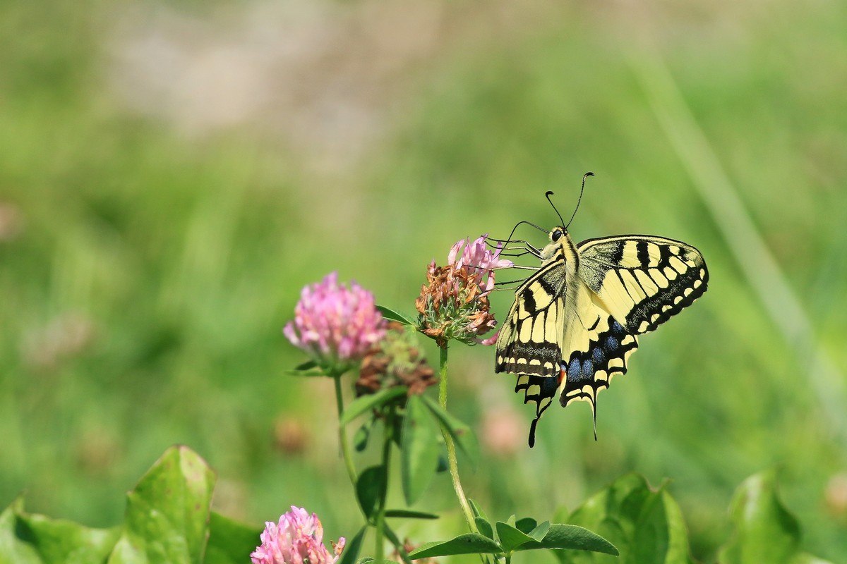 Papilio machaon