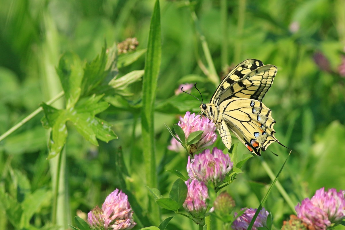 Papilio machaon