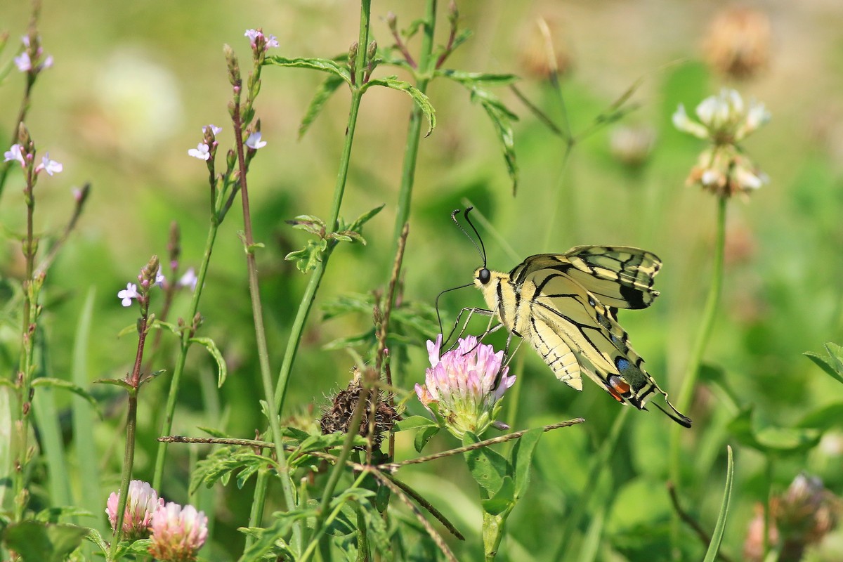 Papilio machaon