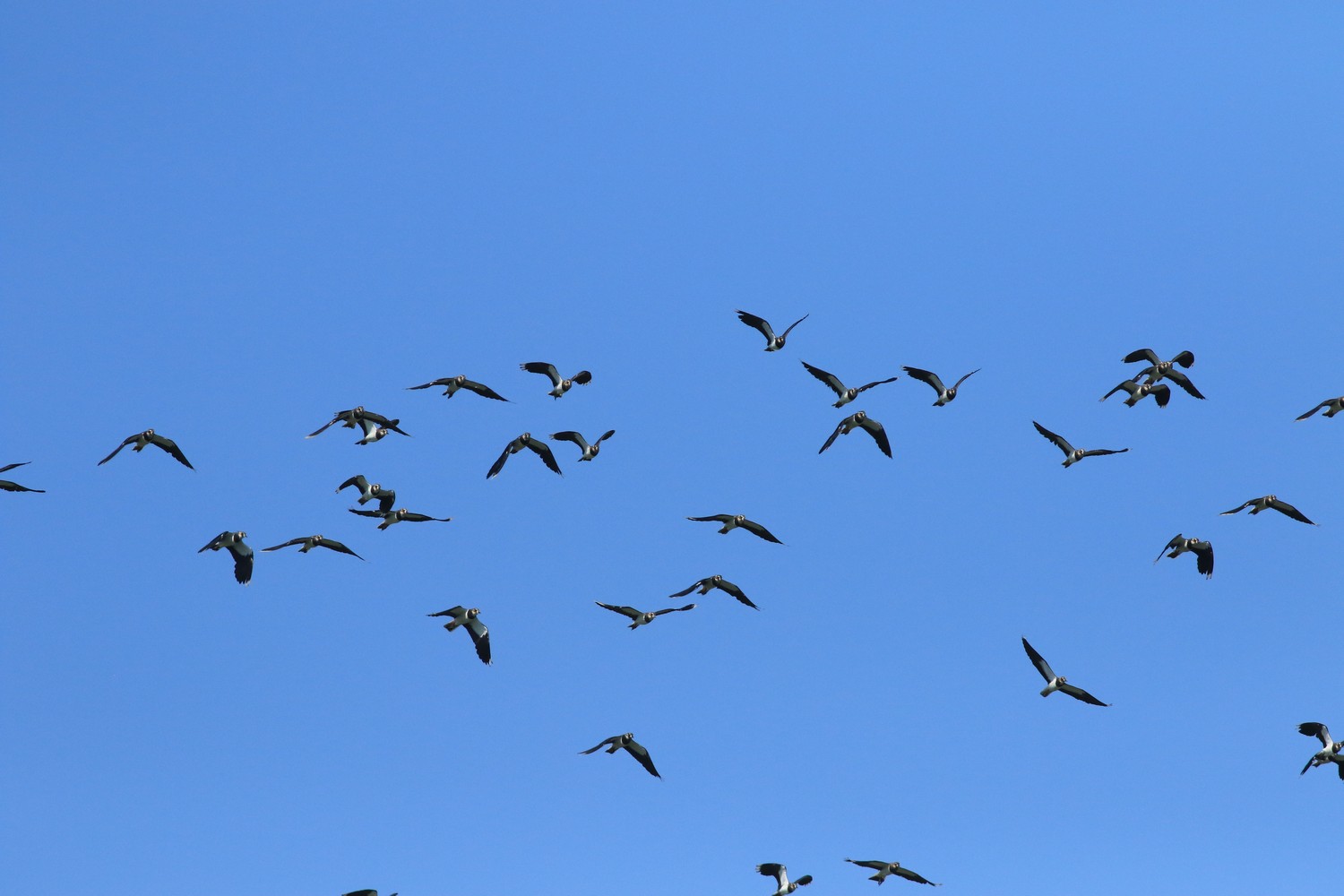 Pavoncelle ( Vanellus vanellus ) sempre prese al volo