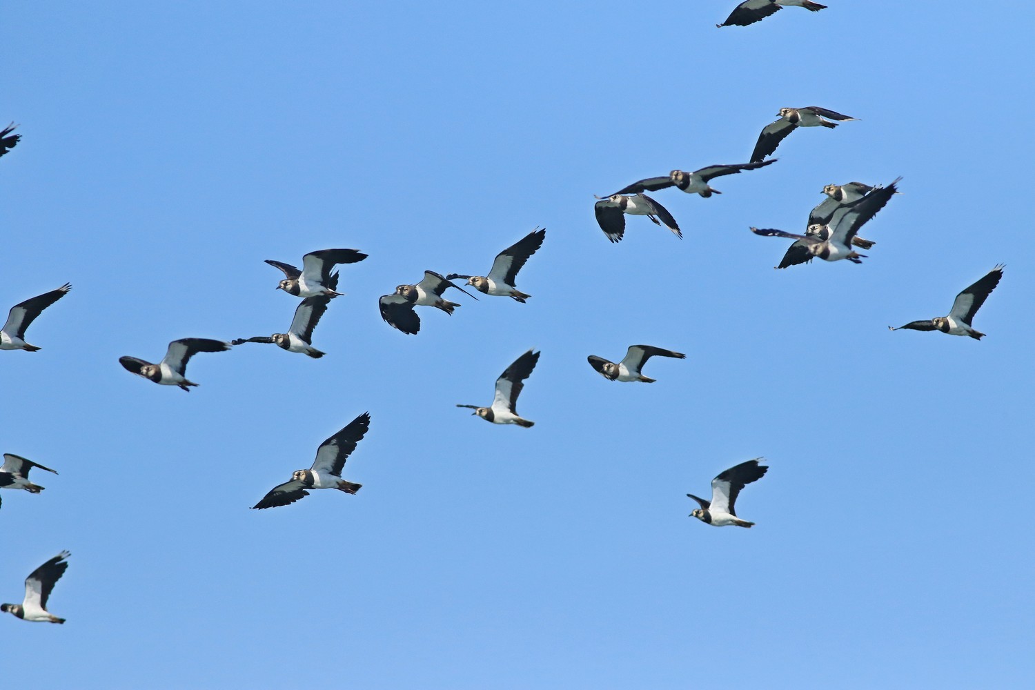 Pavoncelle ( Vanellus vanellus ) sempre prese al volo