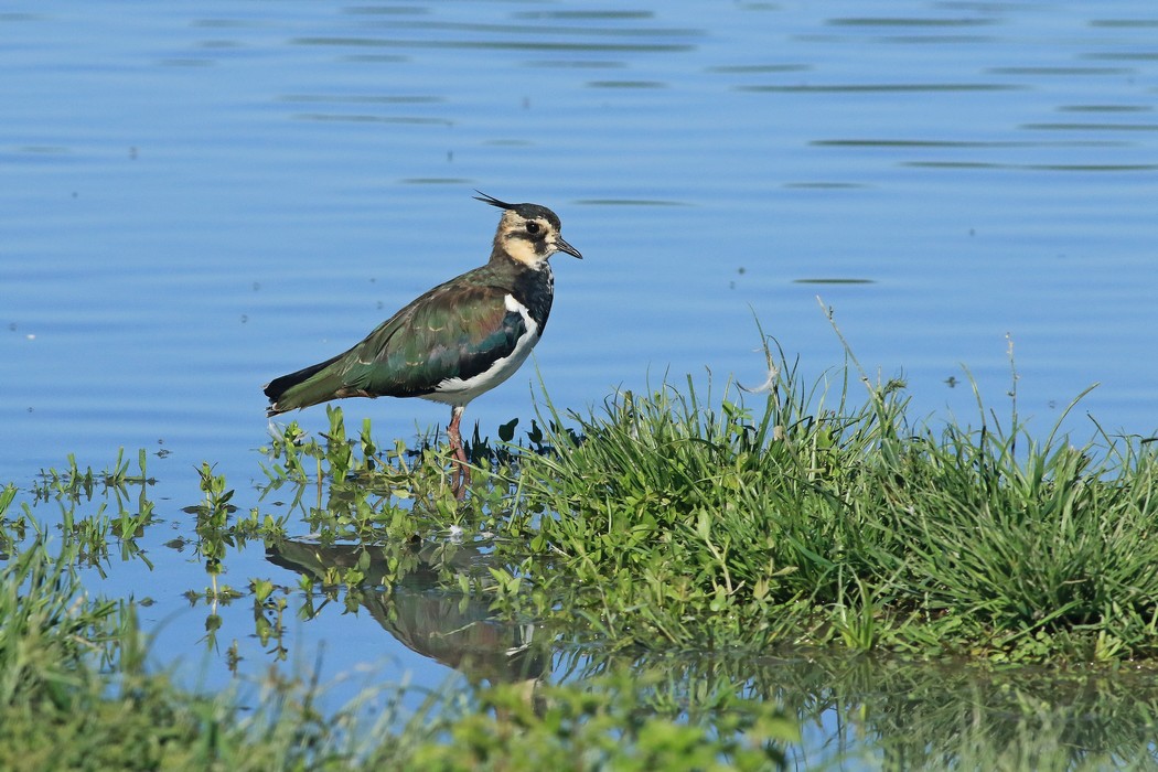 Pavoncelle ( Vanellus vanellus ) sempre prese al volo