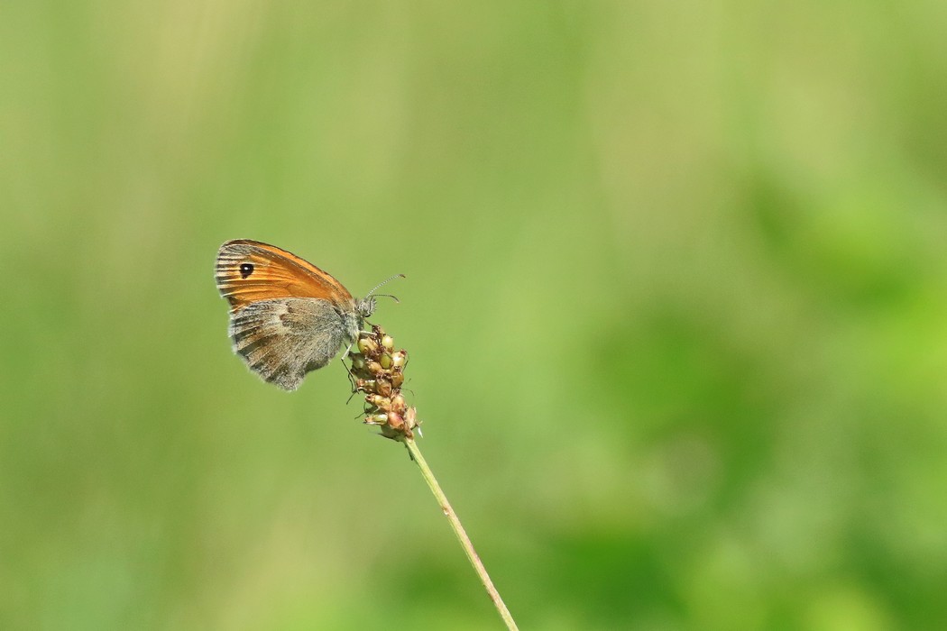 Aiuto identificazione farfalla 2