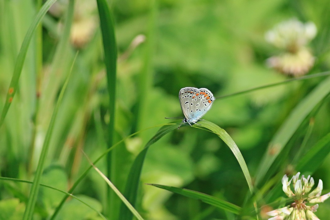 Aiuto identificazione farfalla 3