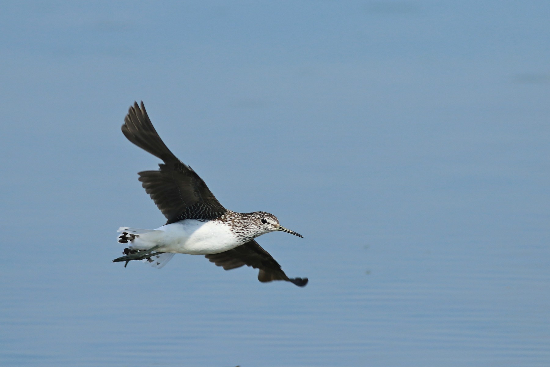 Piro piro cilbianco ( Tringa ochropus ) al volo e in muta