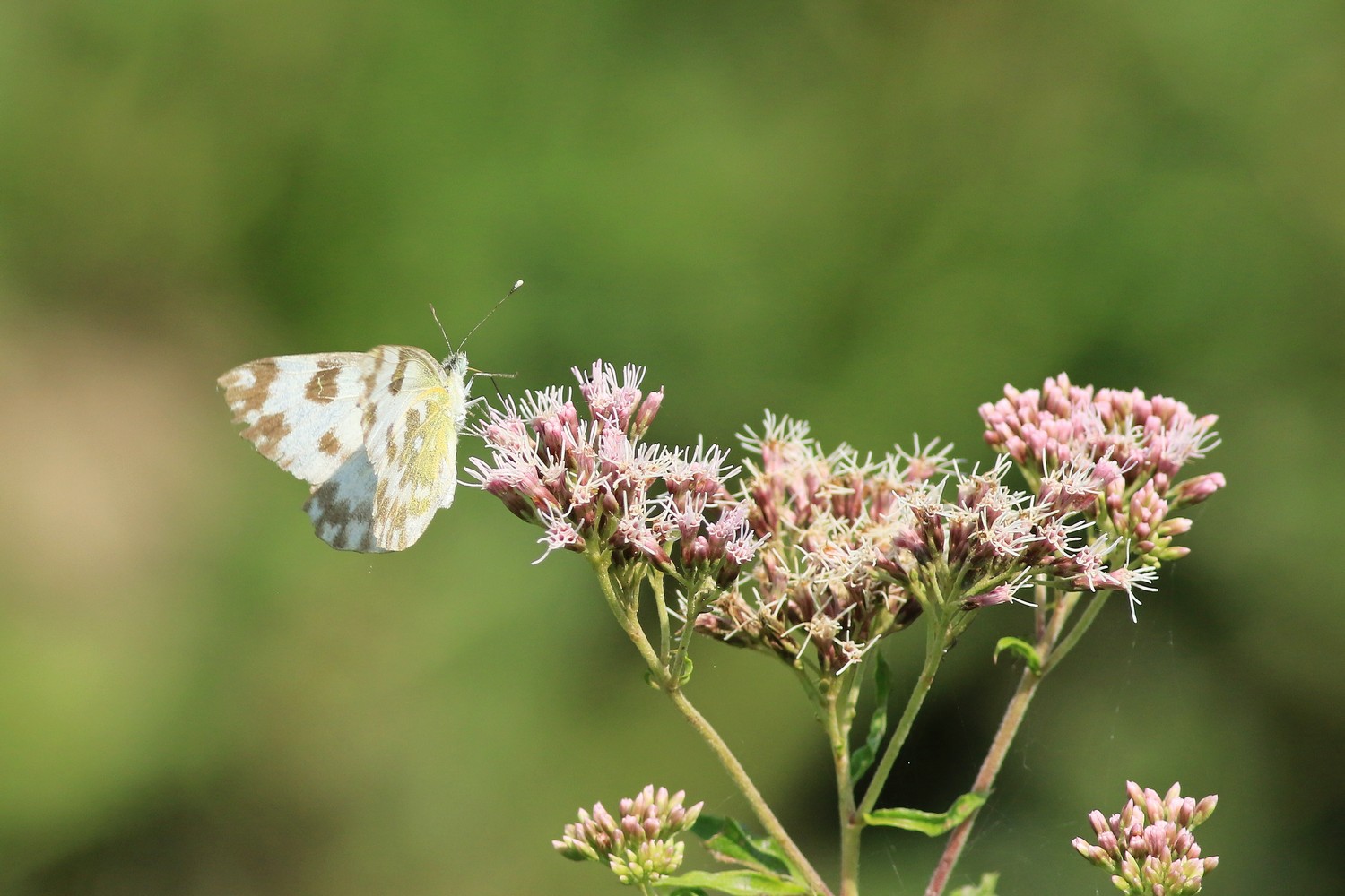 Pieris edusa, femmina (Pieridae)